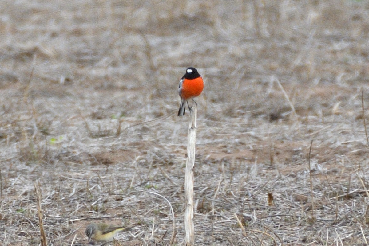 Scarlet Robin - Philip Karstadt