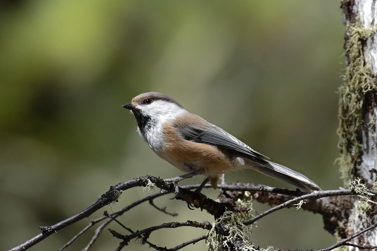 Gray-headed Chickadee - Tuvshintugs Sukhbaatar