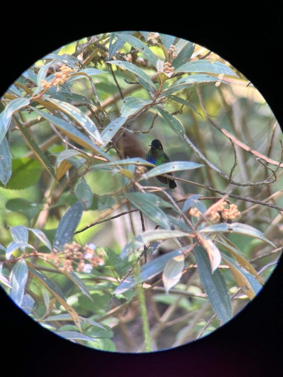 Fiery-throated Hummingbird - ML618461370