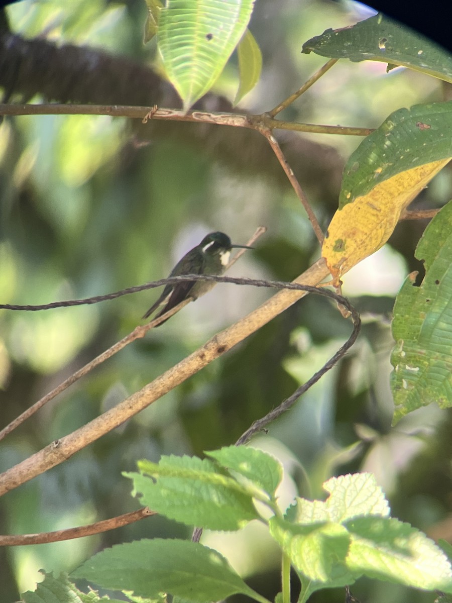 Colibri à ventre châtain - ML618461390