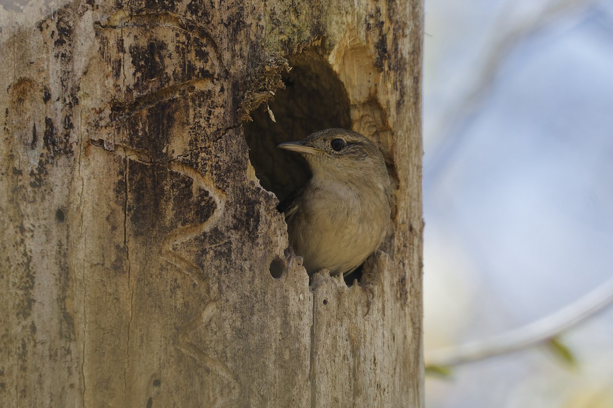 House Wren - ML618461396