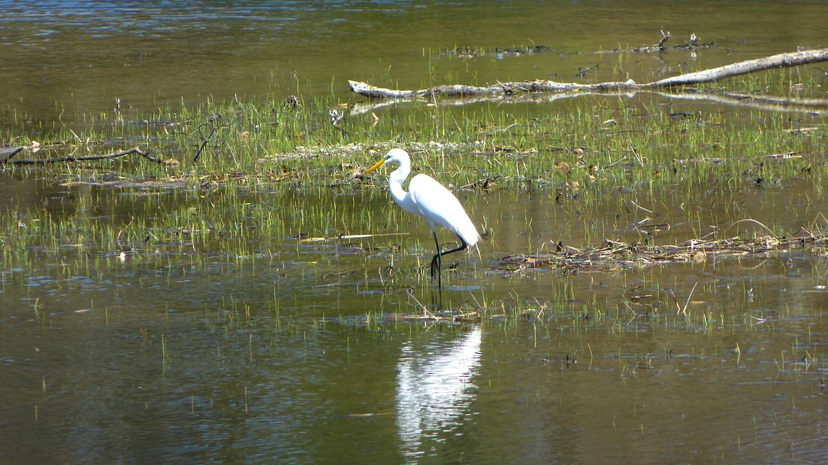 Great Egret - ML618461397