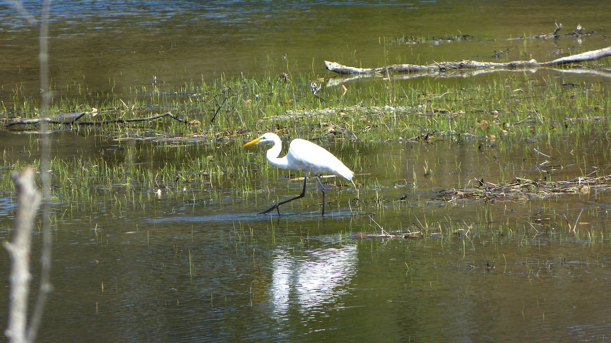 Great Egret - Levi Wilson