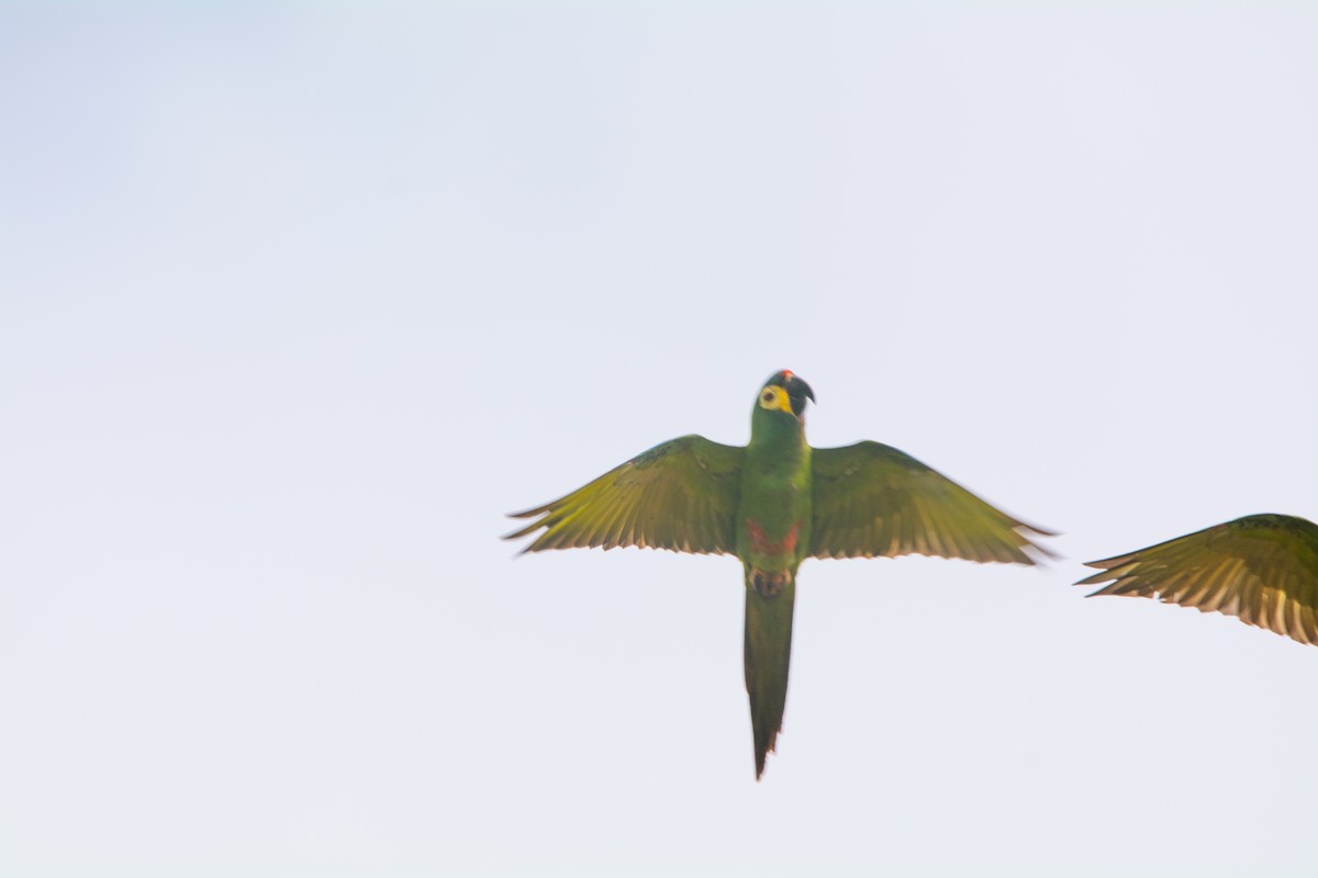 Blue-winged Macaw - ML618461403