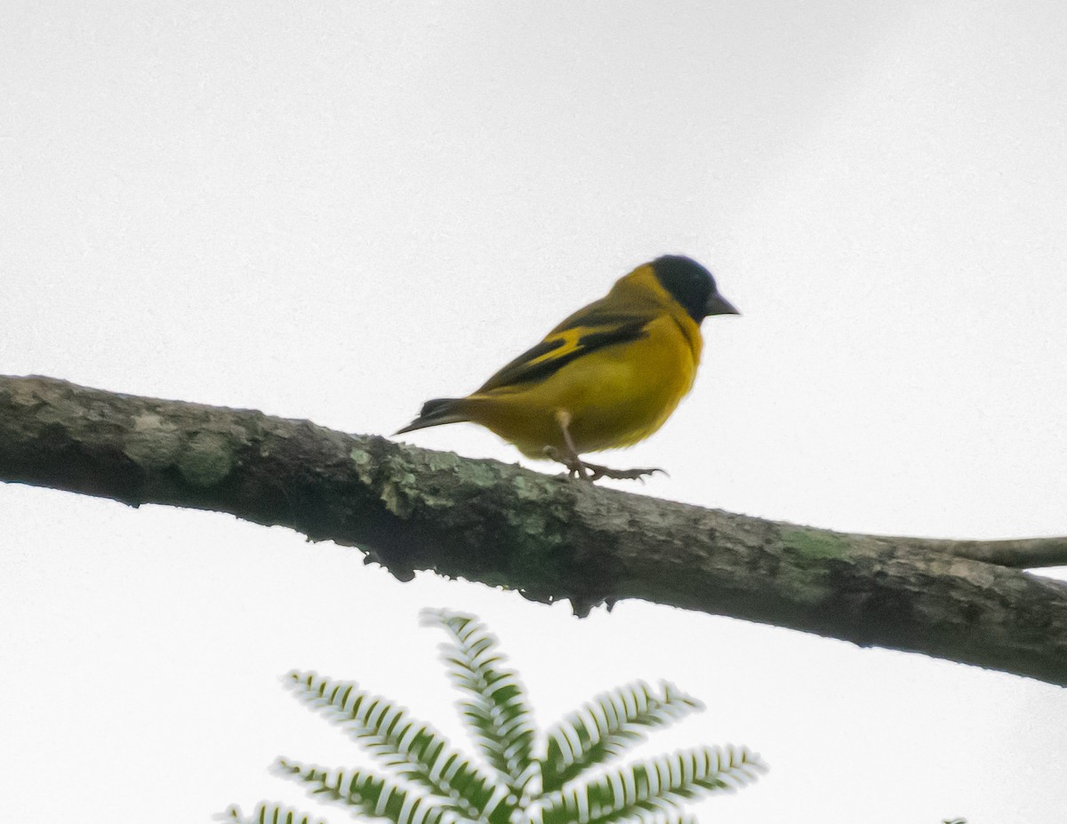 Hooded Siskin - Andrea Salas