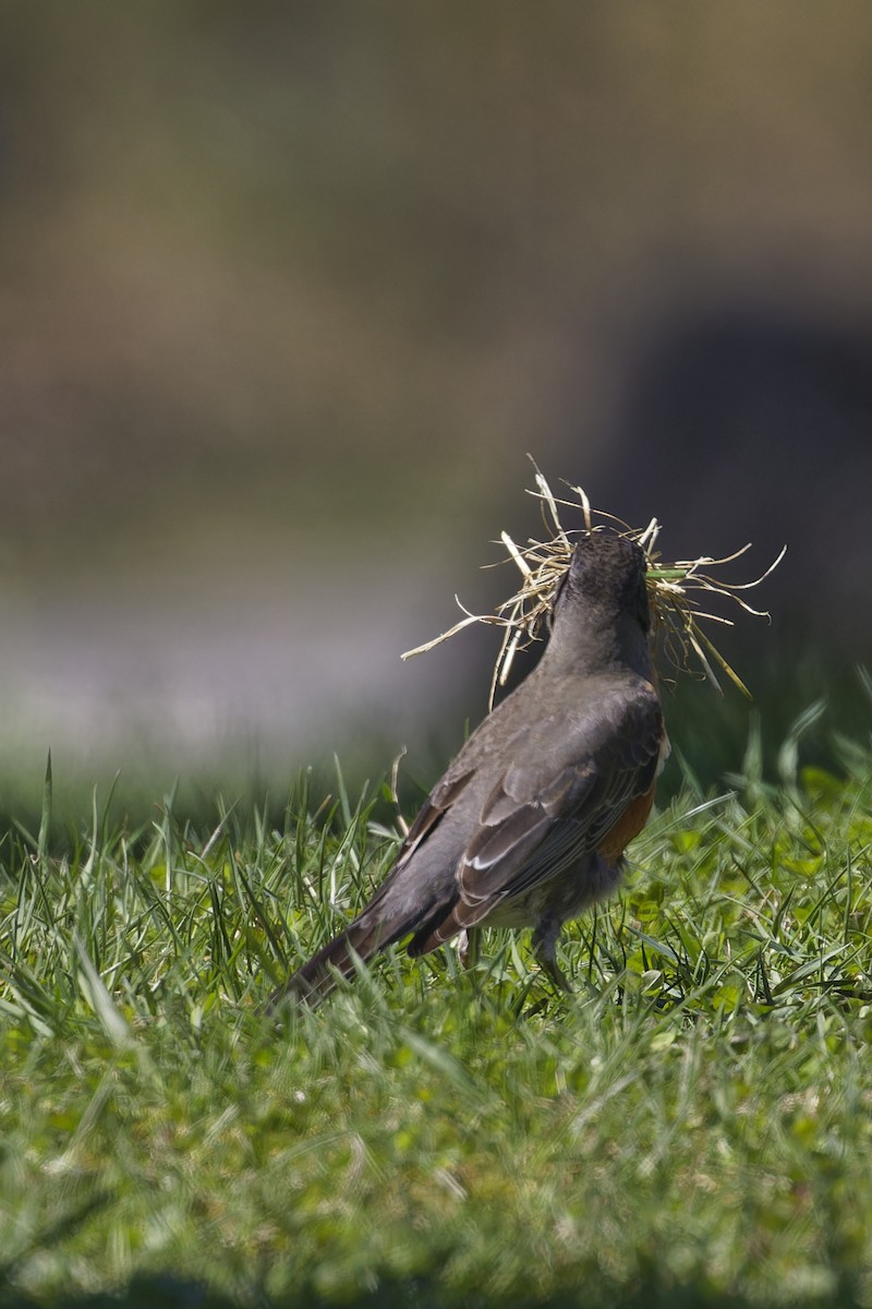 American Robin - ML618461413