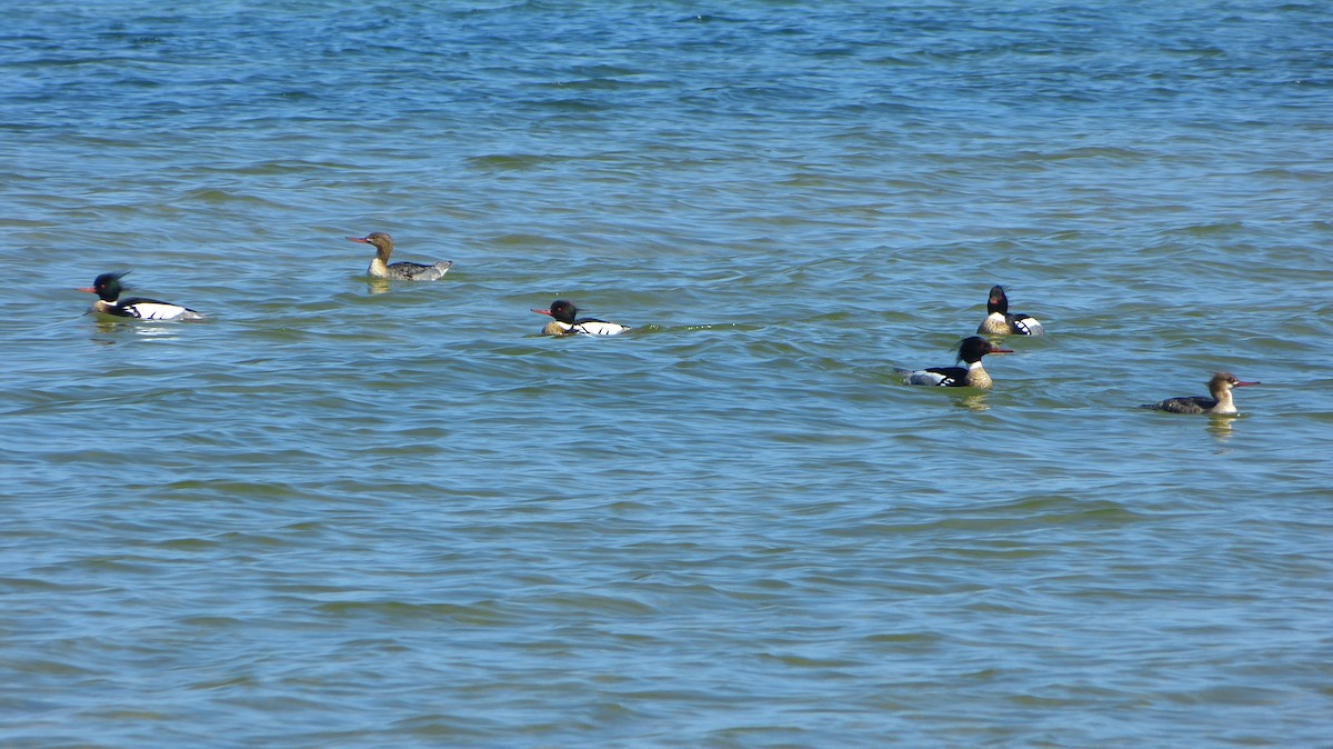 Red-breasted Merganser - ML618461418