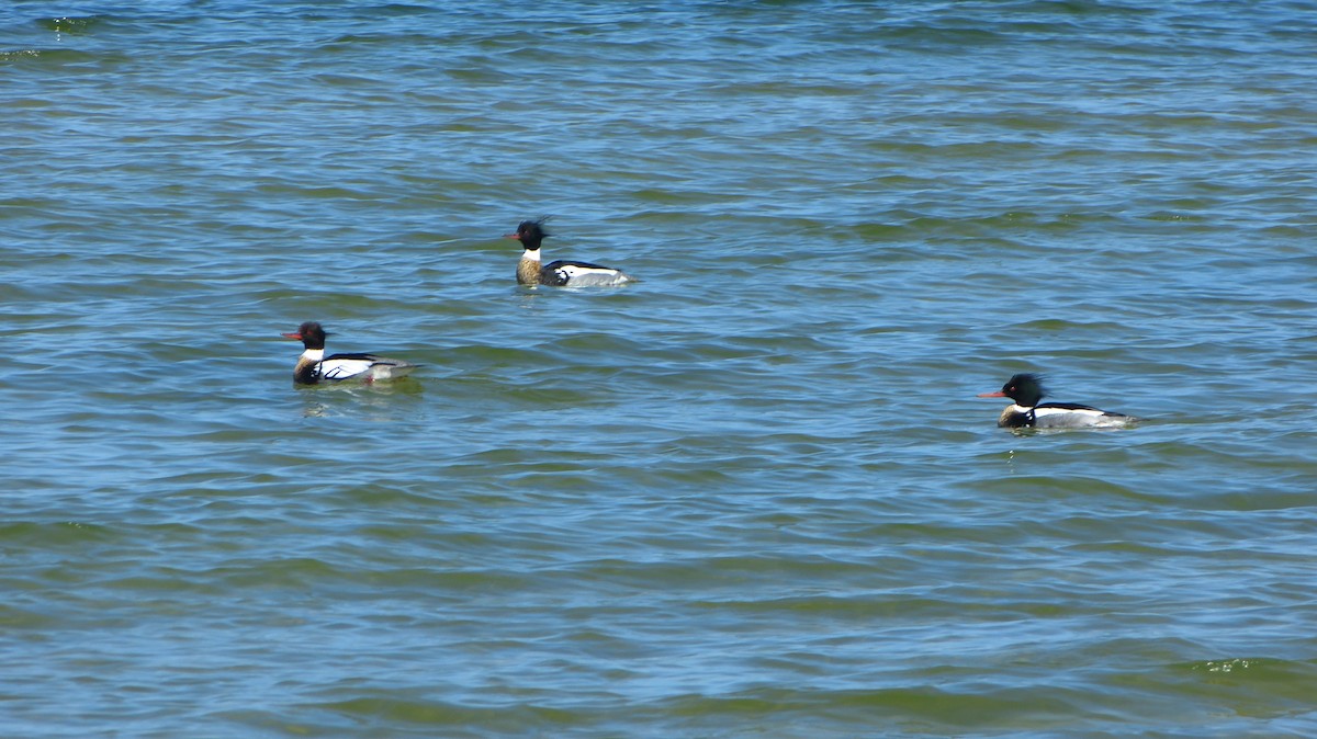 Red-breasted Merganser - ML618461420