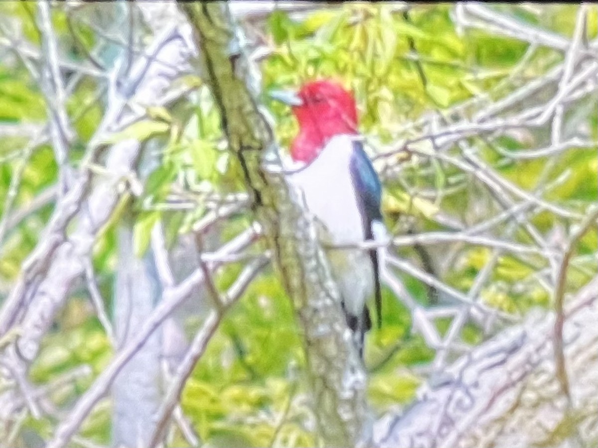 Red-headed Woodpecker - ML618461423