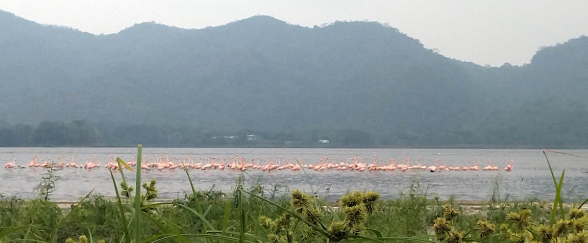 American Flamingo - ML618461435