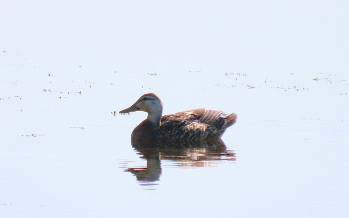 Mottled Duck - ML618461451