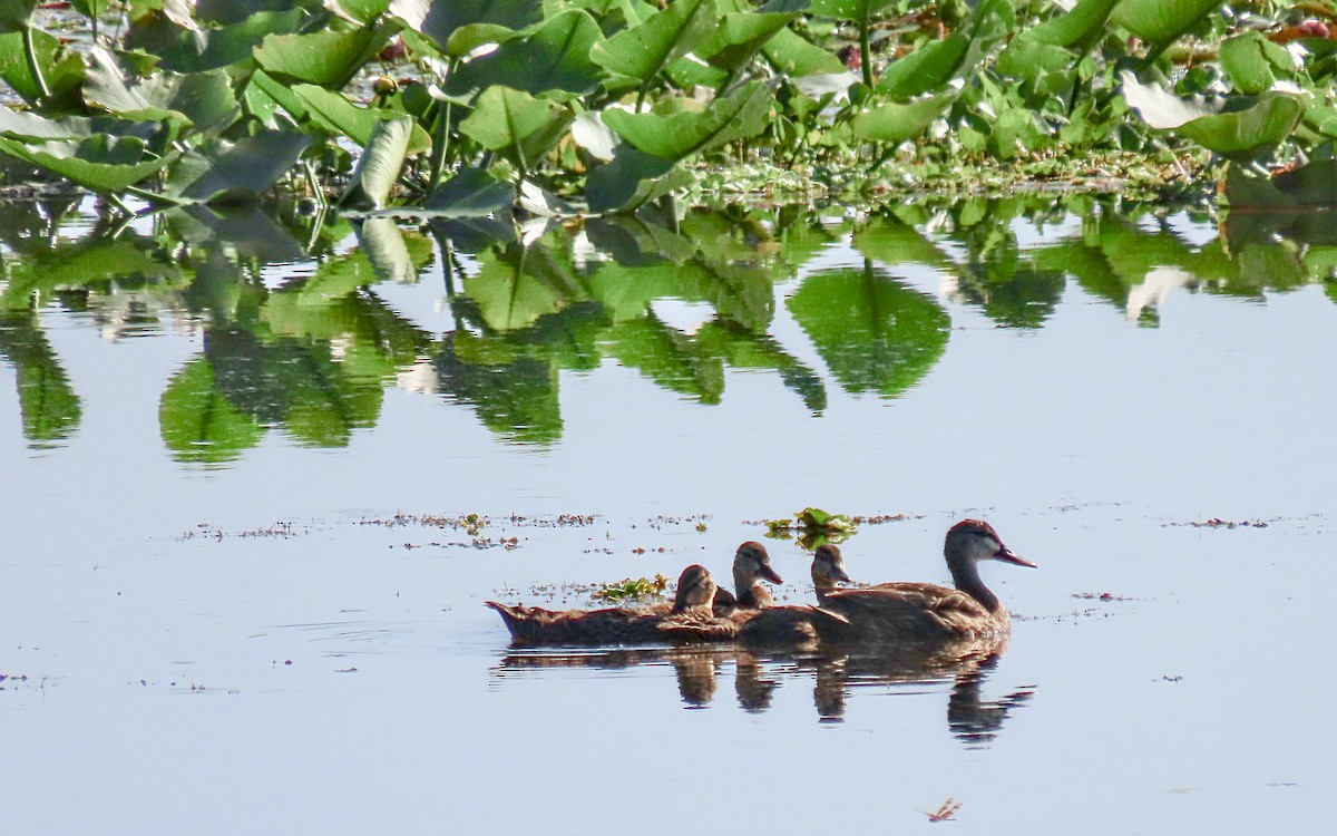 Mottled Duck - ML618461457