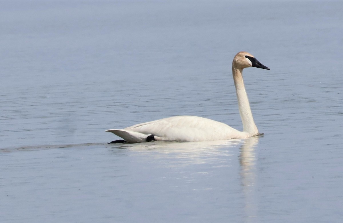 Trumpeter Swan - ML618461464