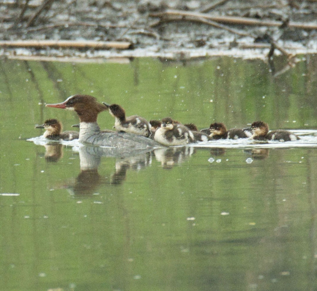 Common Merganser - Knarr Dan