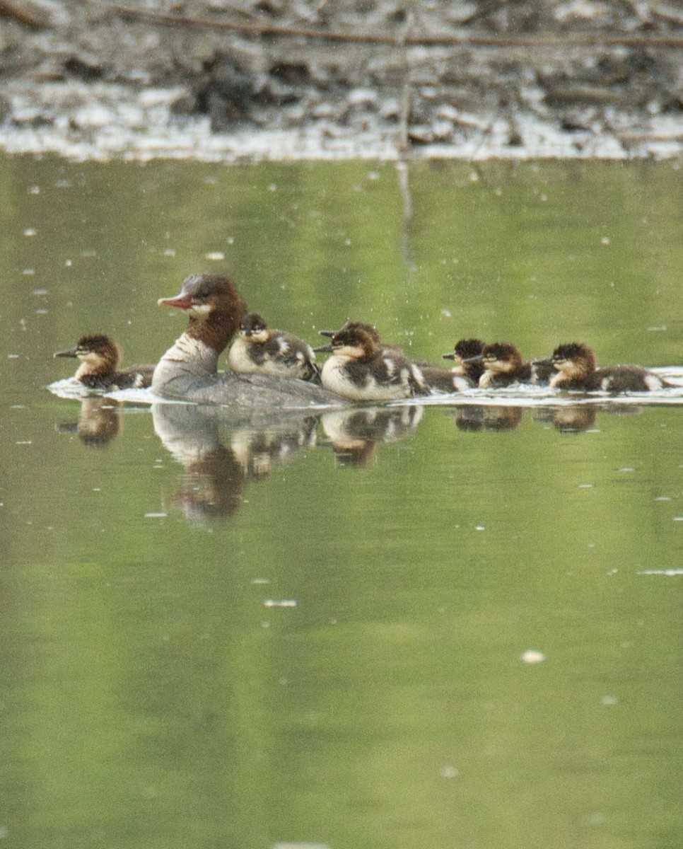 Common Merganser - Knarr Dan