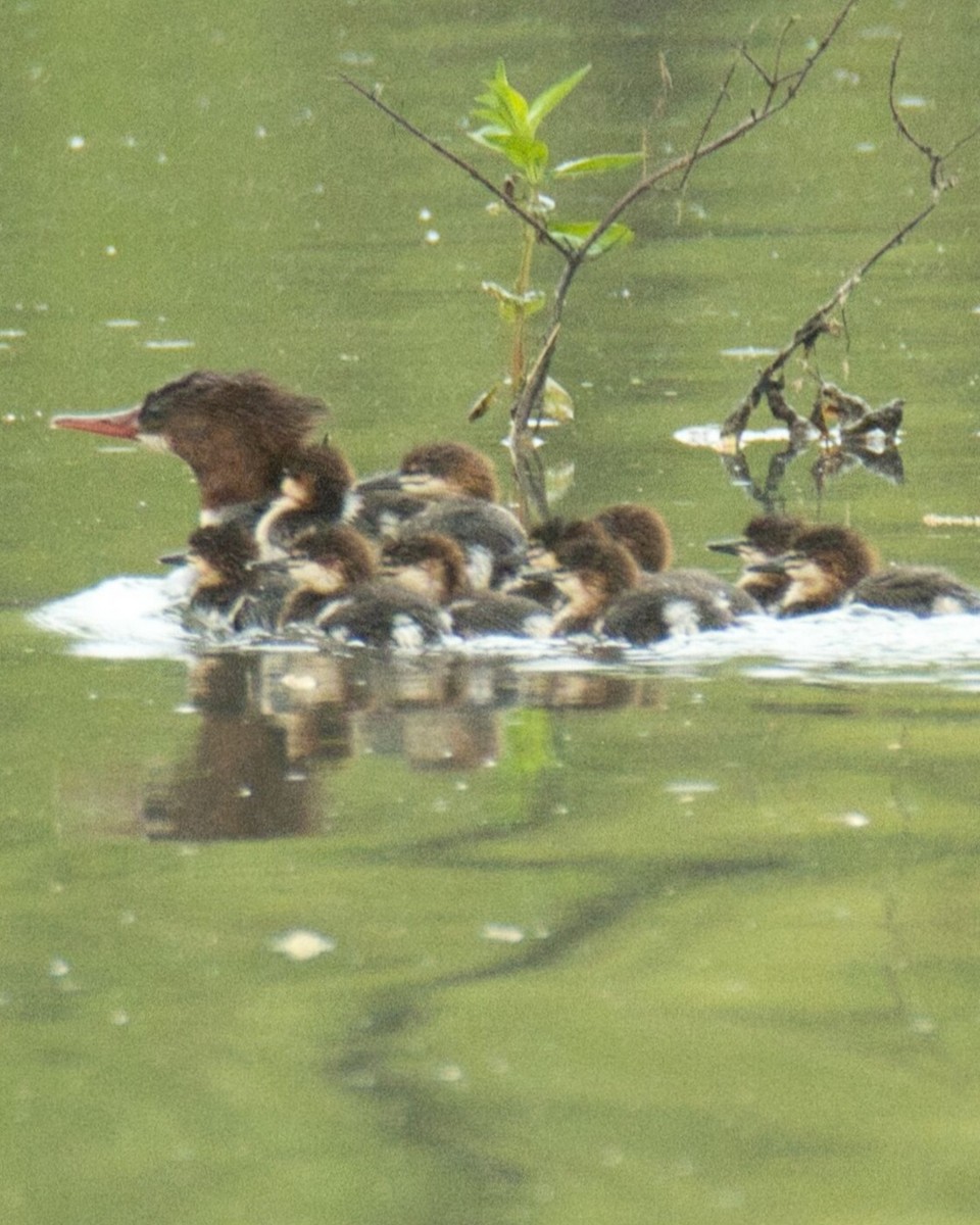 Common Merganser - ML618461473