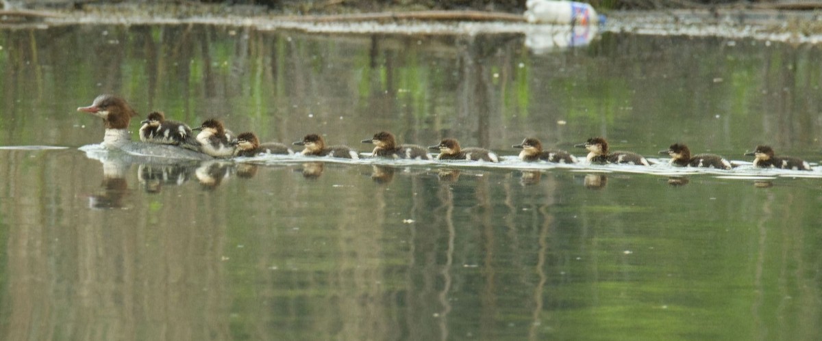 Common Merganser - ML618461475