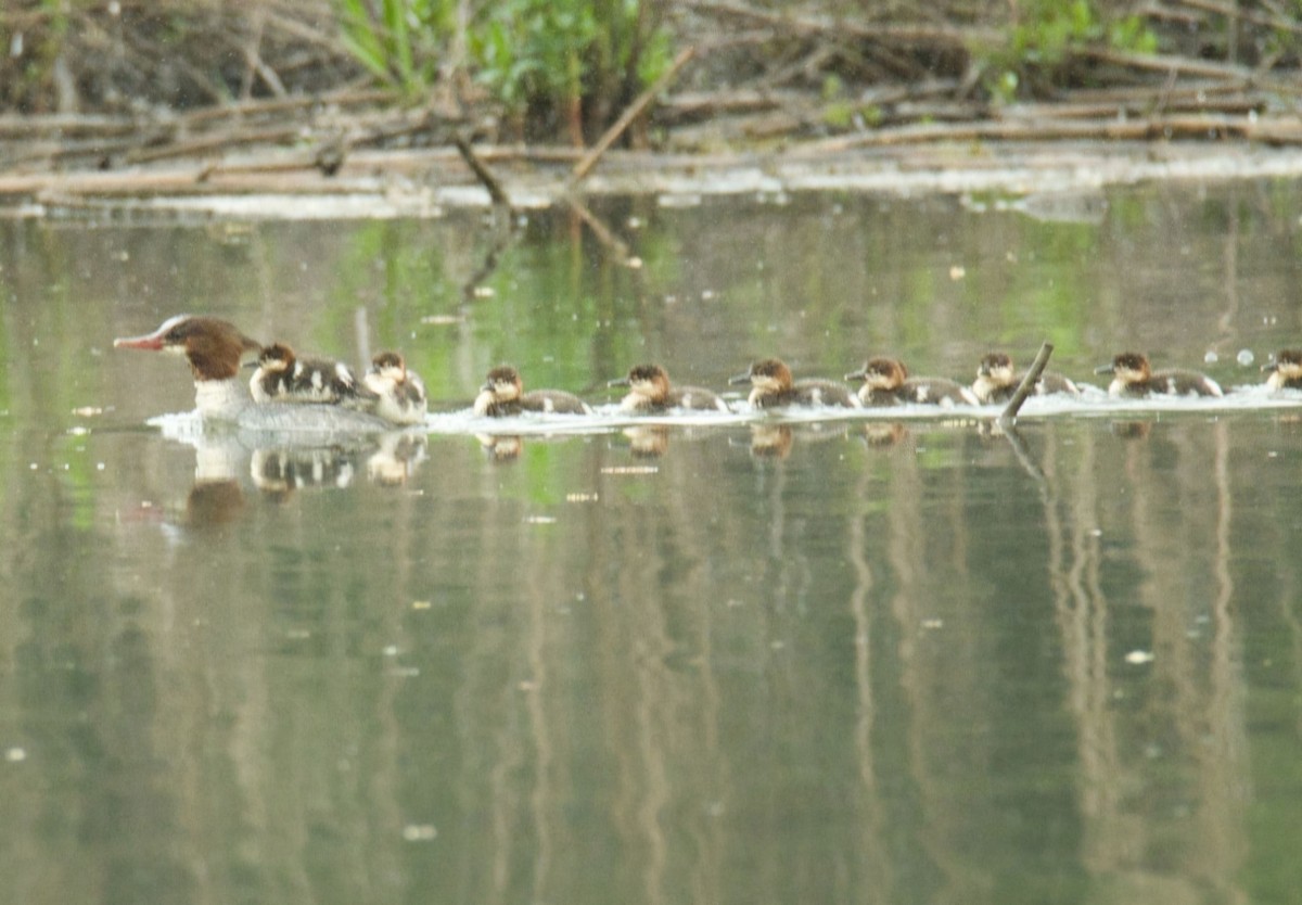 Common Merganser - ML618461476