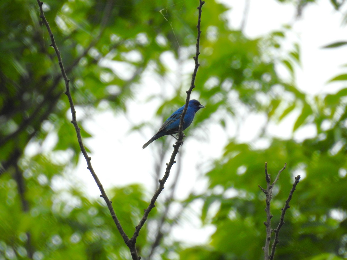 Indigo Bunting - Caden Williams