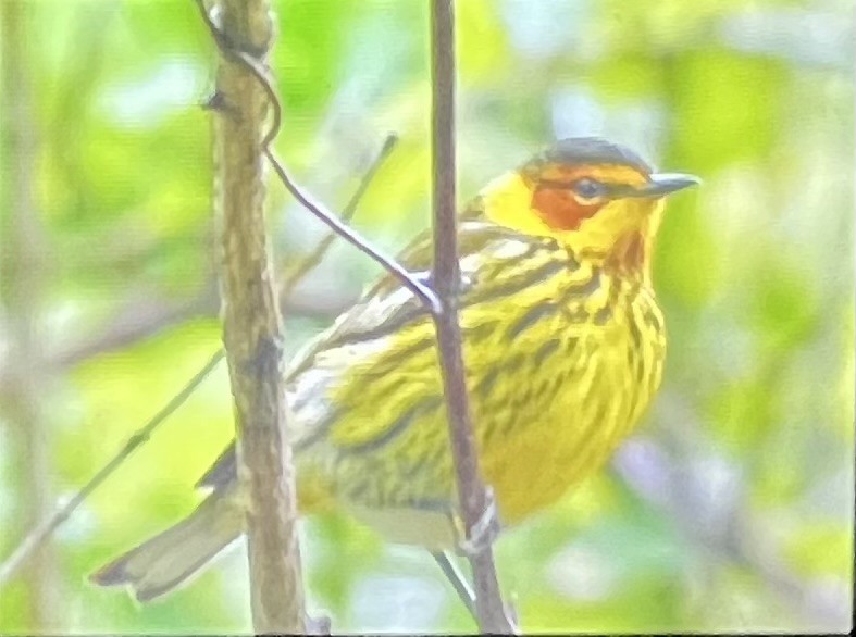 Cape May Warbler - ML618461507