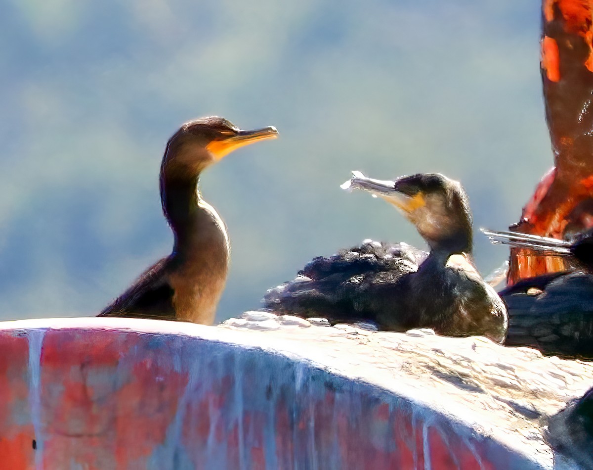 Great Cormorant - Ivar Husa