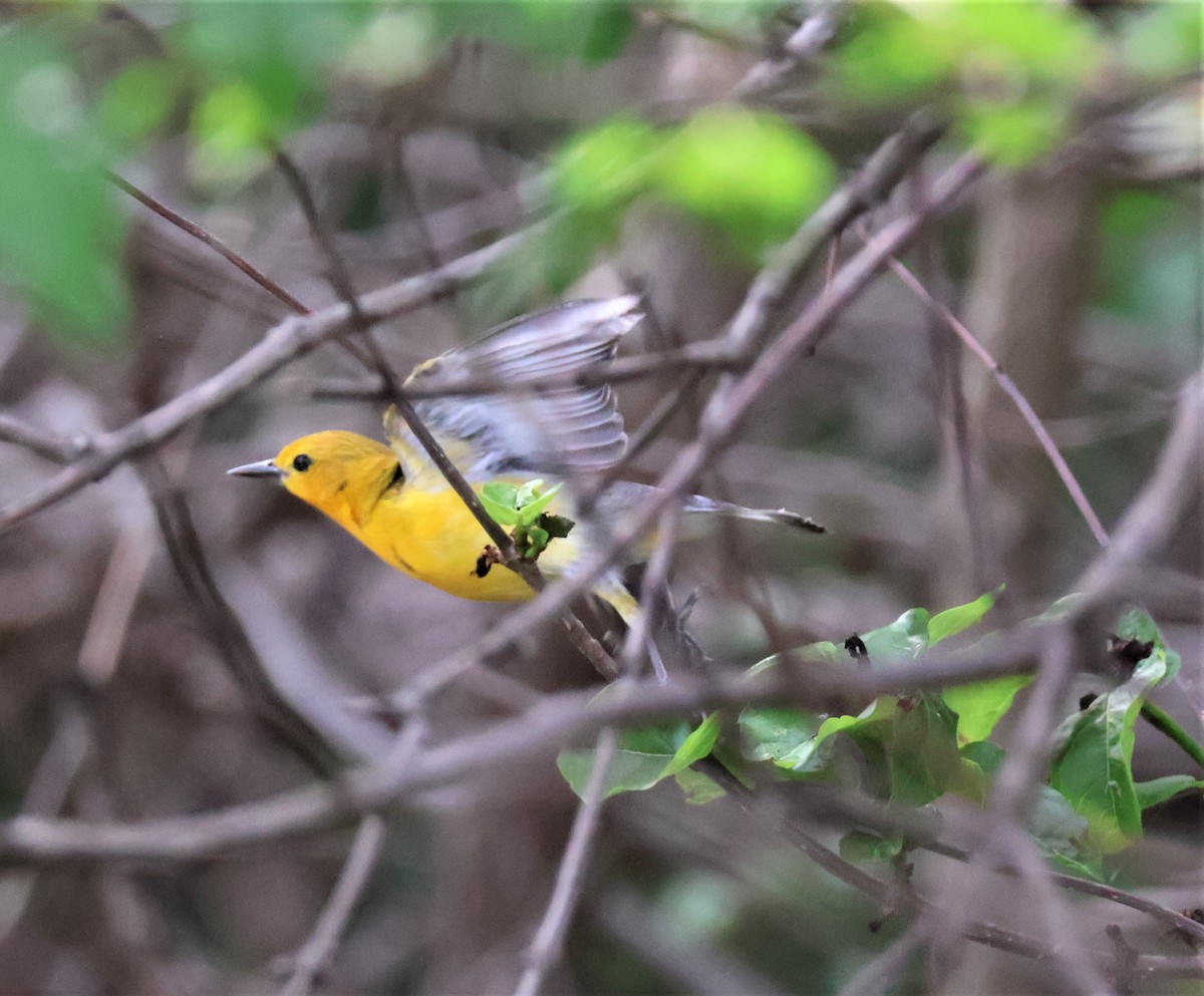 Prothonotary Warbler - Stacia Novy