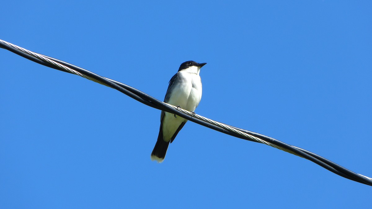 Eastern Kingbird - ML618461549