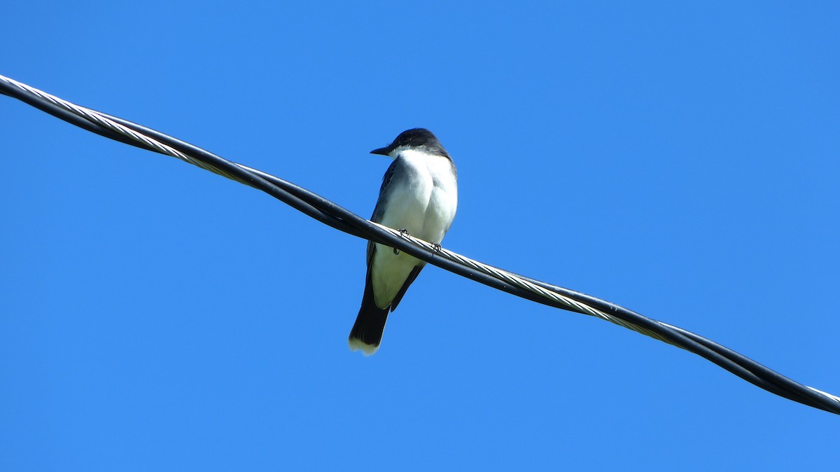 Eastern Kingbird - ML618461552