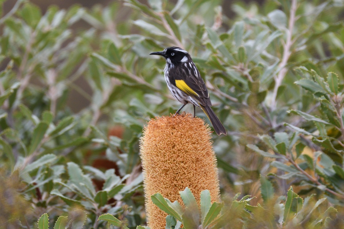 New Holland Honeyeater - Philip Karstadt