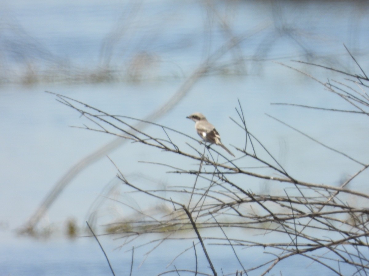 Loggerhead Shrike - ML618461597