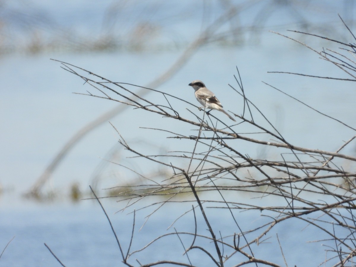 Loggerhead Shrike - ML618461611