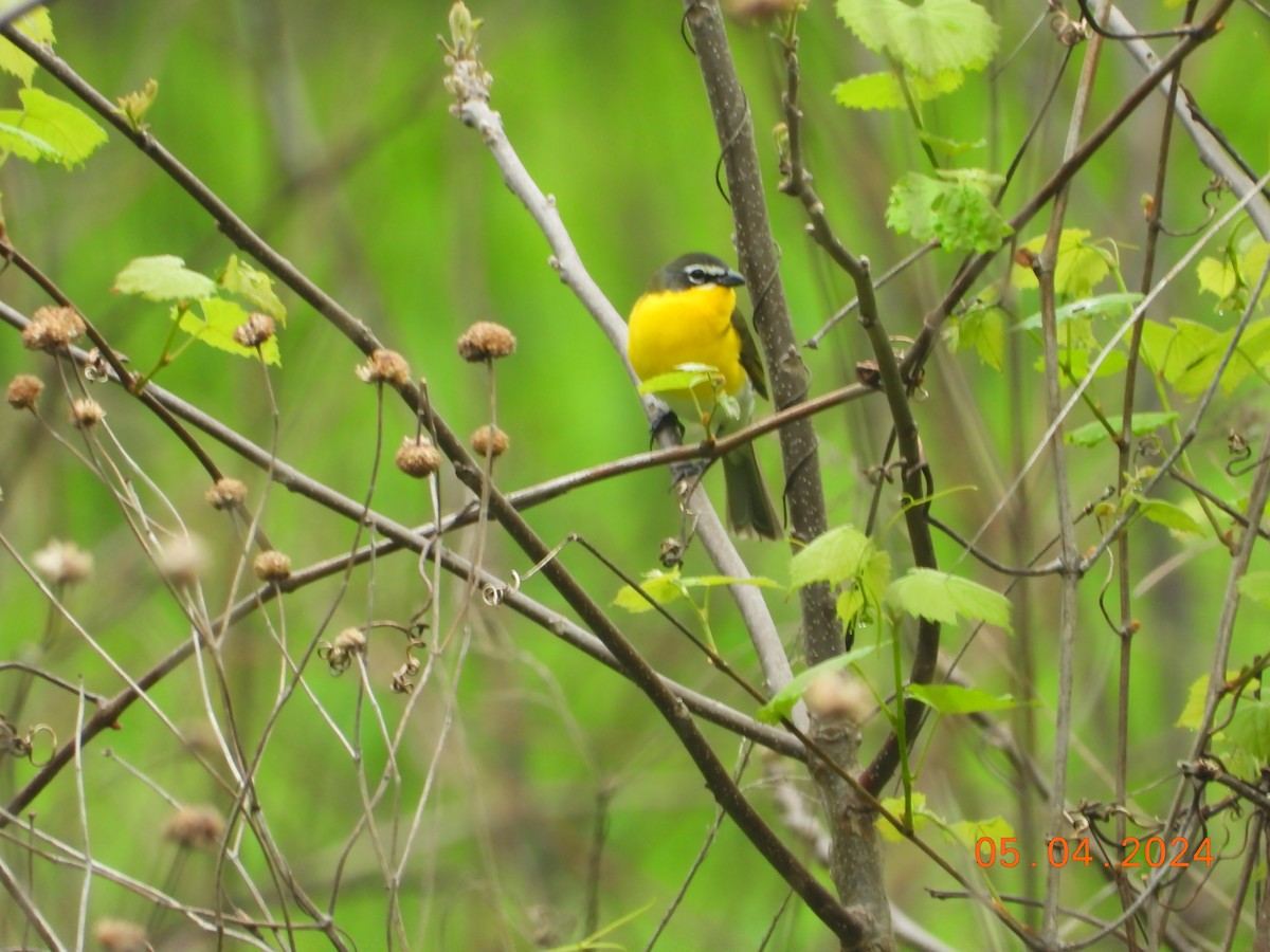 lesníček žlutoprsý - ML618461621