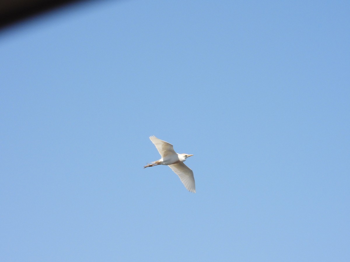 Western Cattle Egret - ML618461664