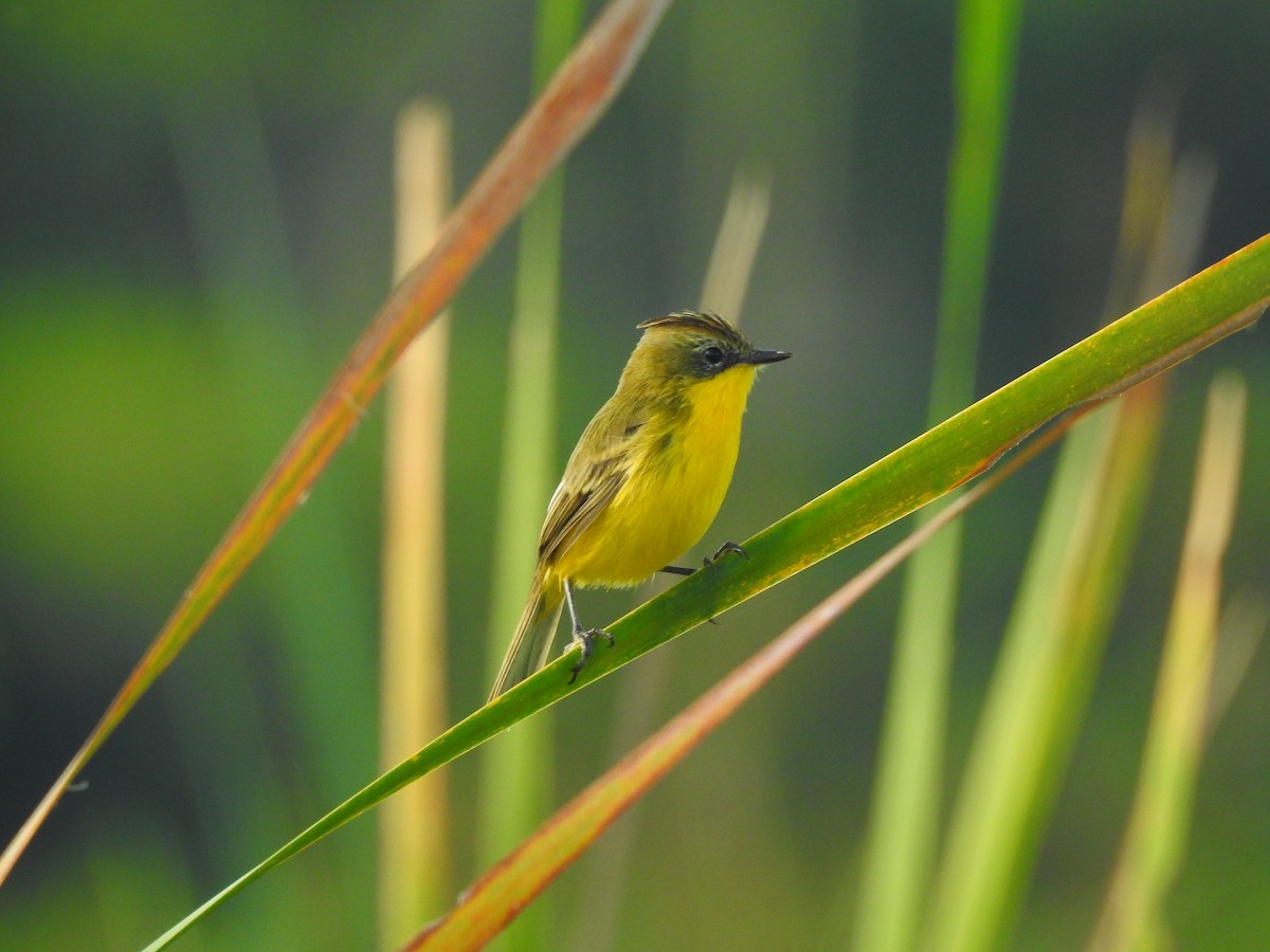 Crested Doradito - Moroni - PassarinWeb