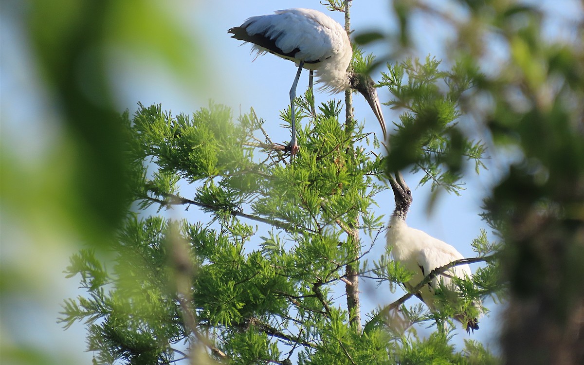 Wood Stork - Jim O'Neill