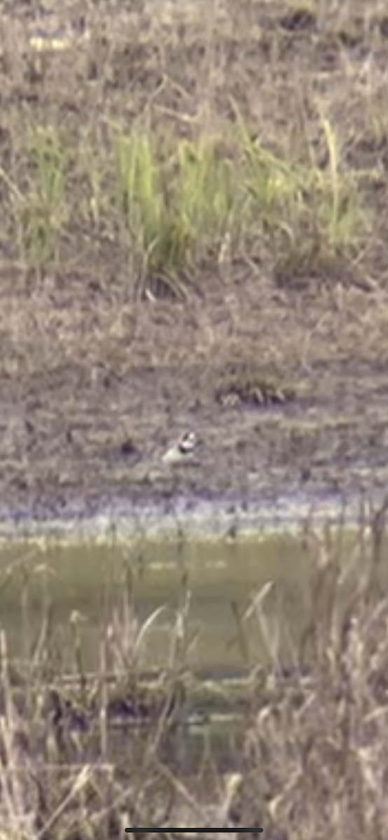 Semipalmated Plover - ML618461685