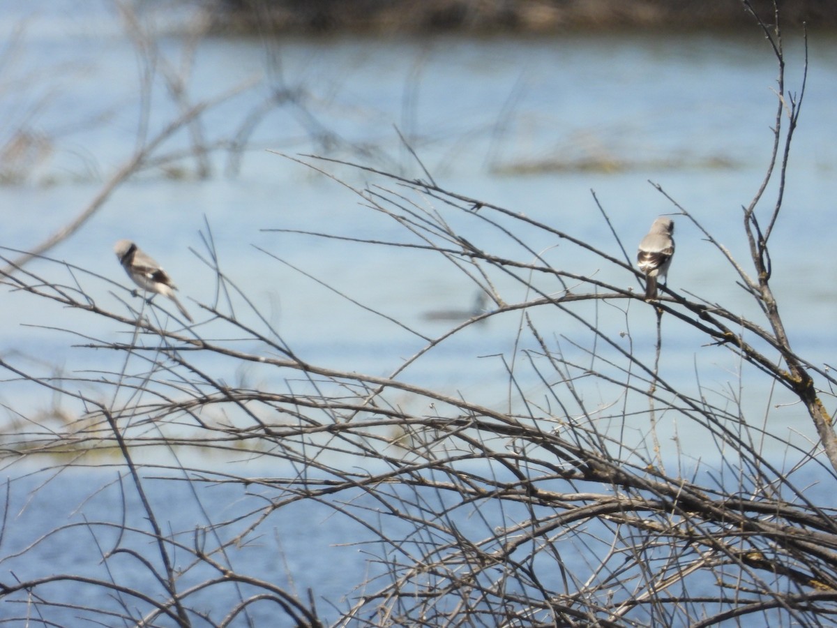 Loggerhead Shrike - ML618461717