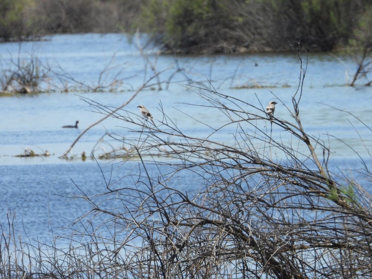 Loggerhead Shrike - ML618461718