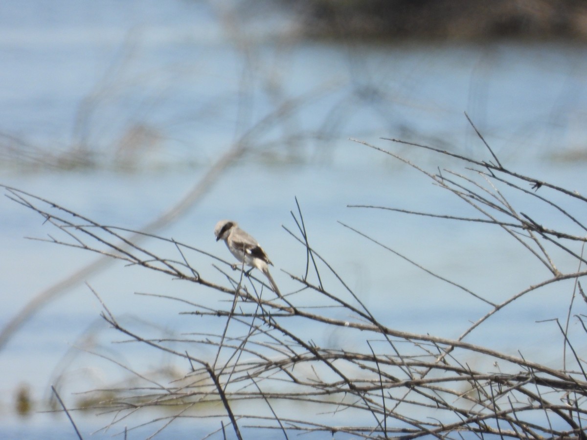 Loggerhead Shrike - ML618461719