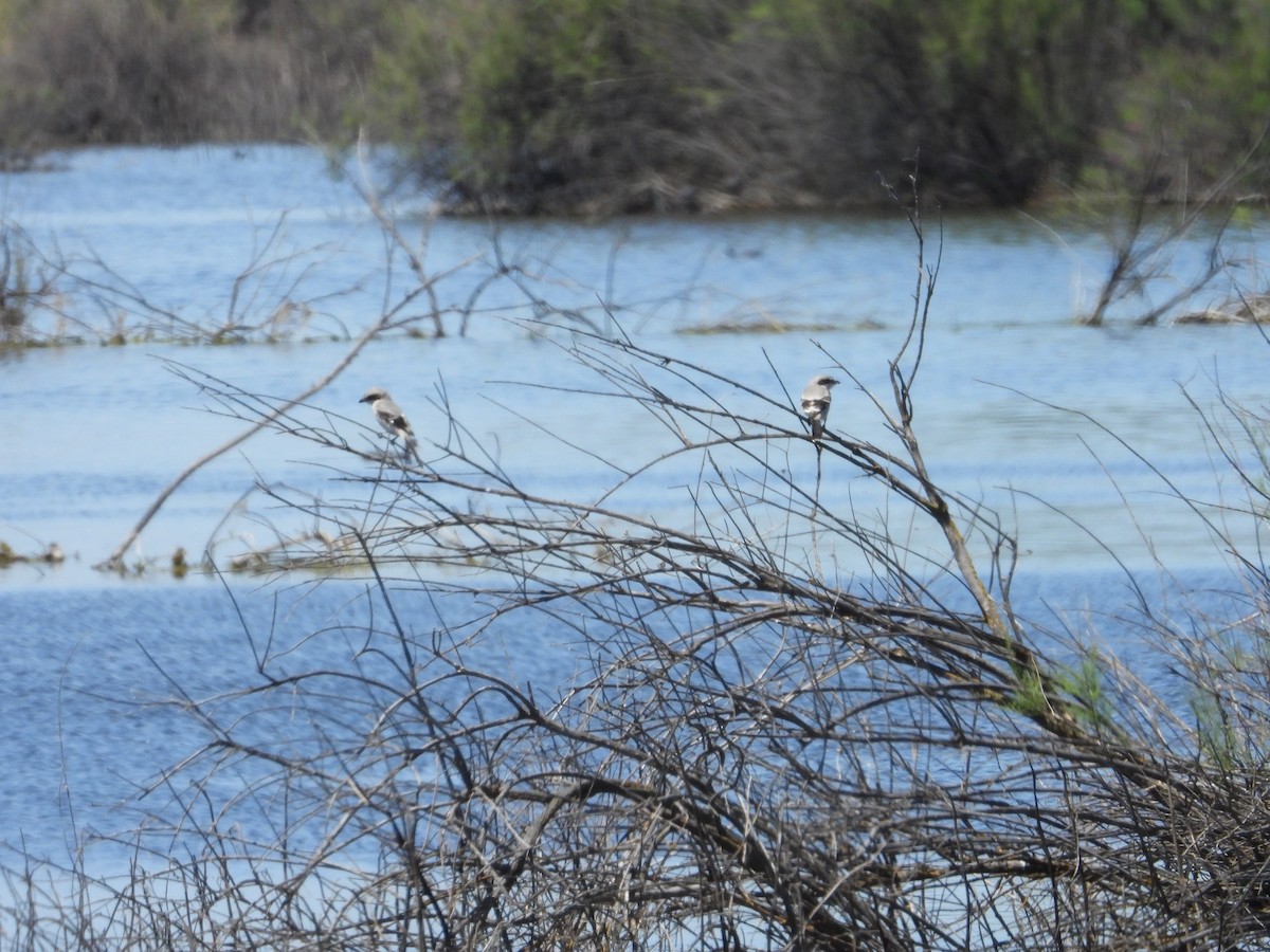 Loggerhead Shrike - ML618461720