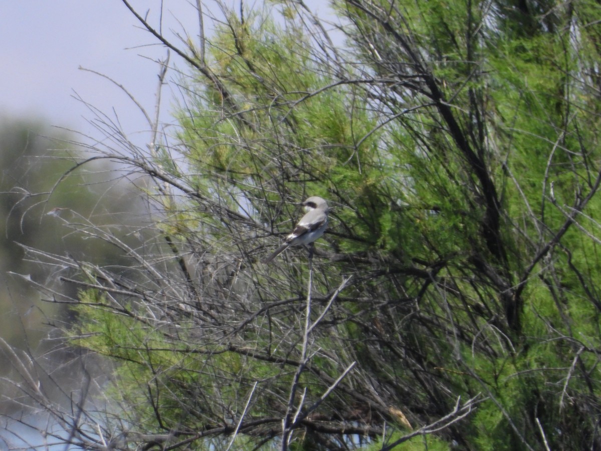 Loggerhead Shrike - ML618461741