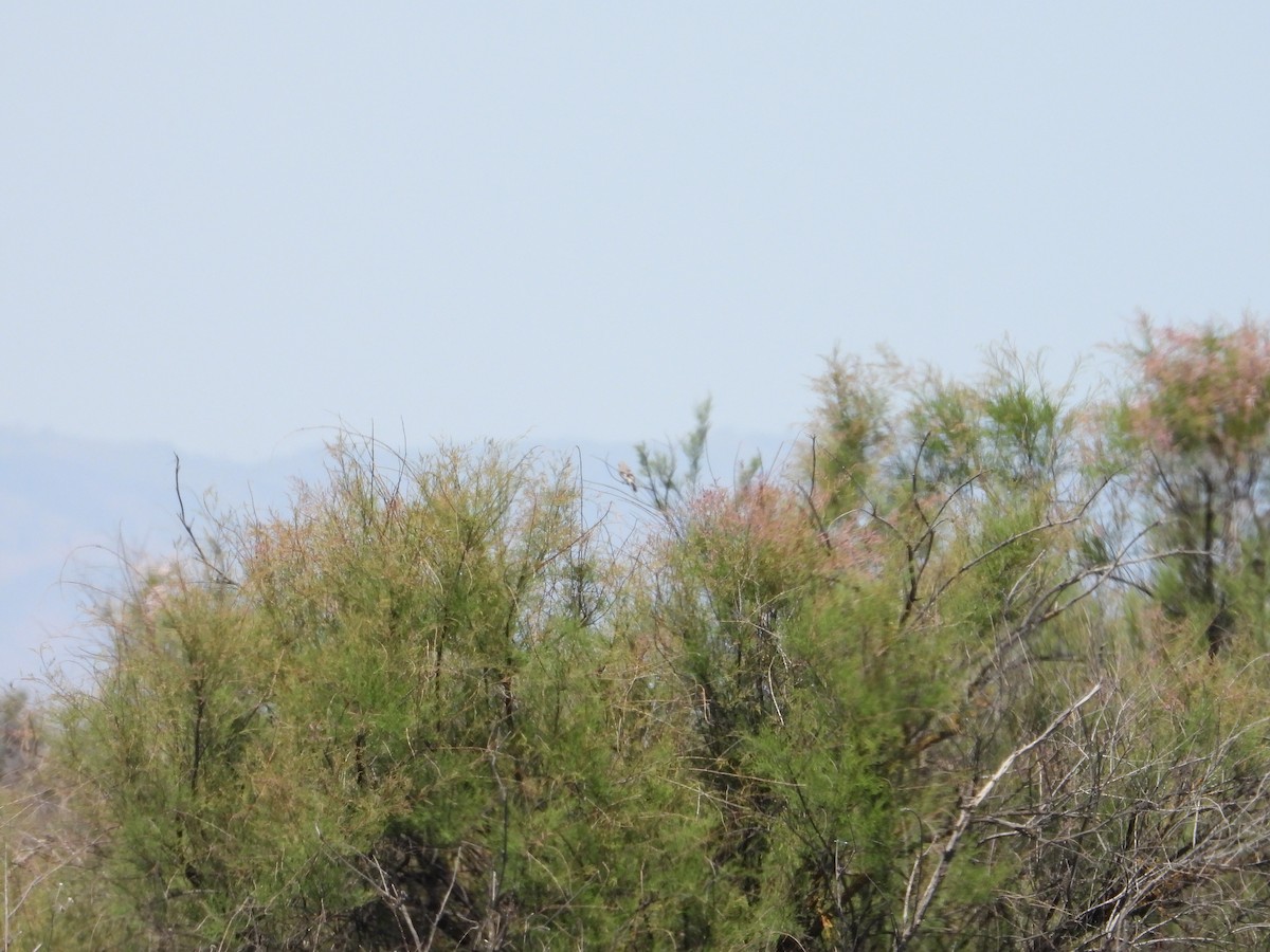 Loggerhead Shrike - Bill Holland