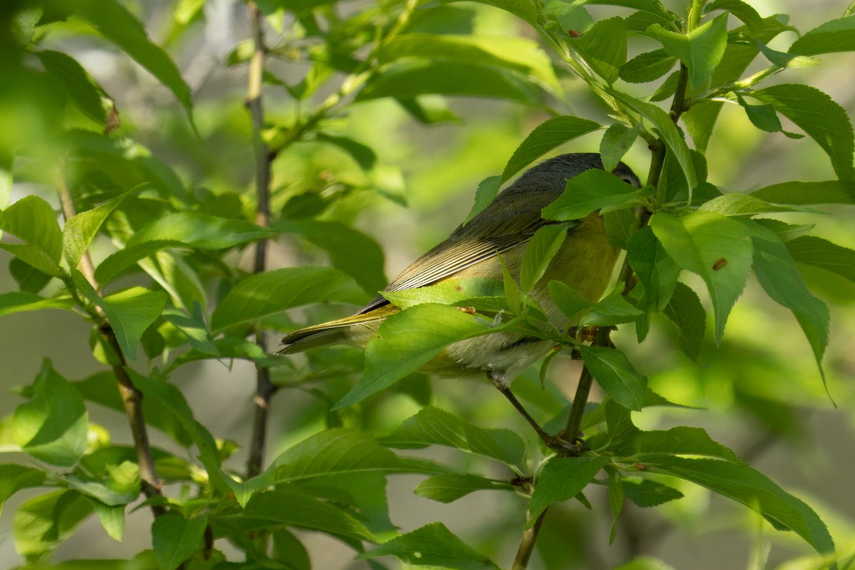 Nashville Warbler - ML618461802