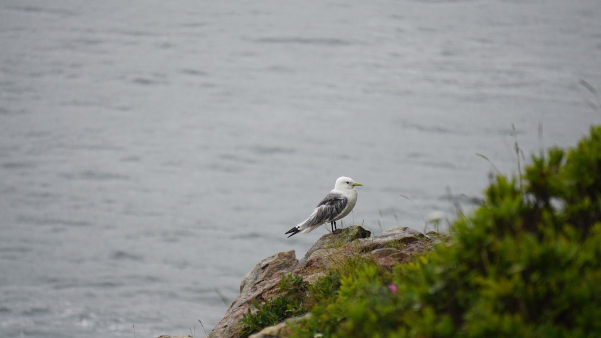 Black-legged Kittiwake - ML618461818