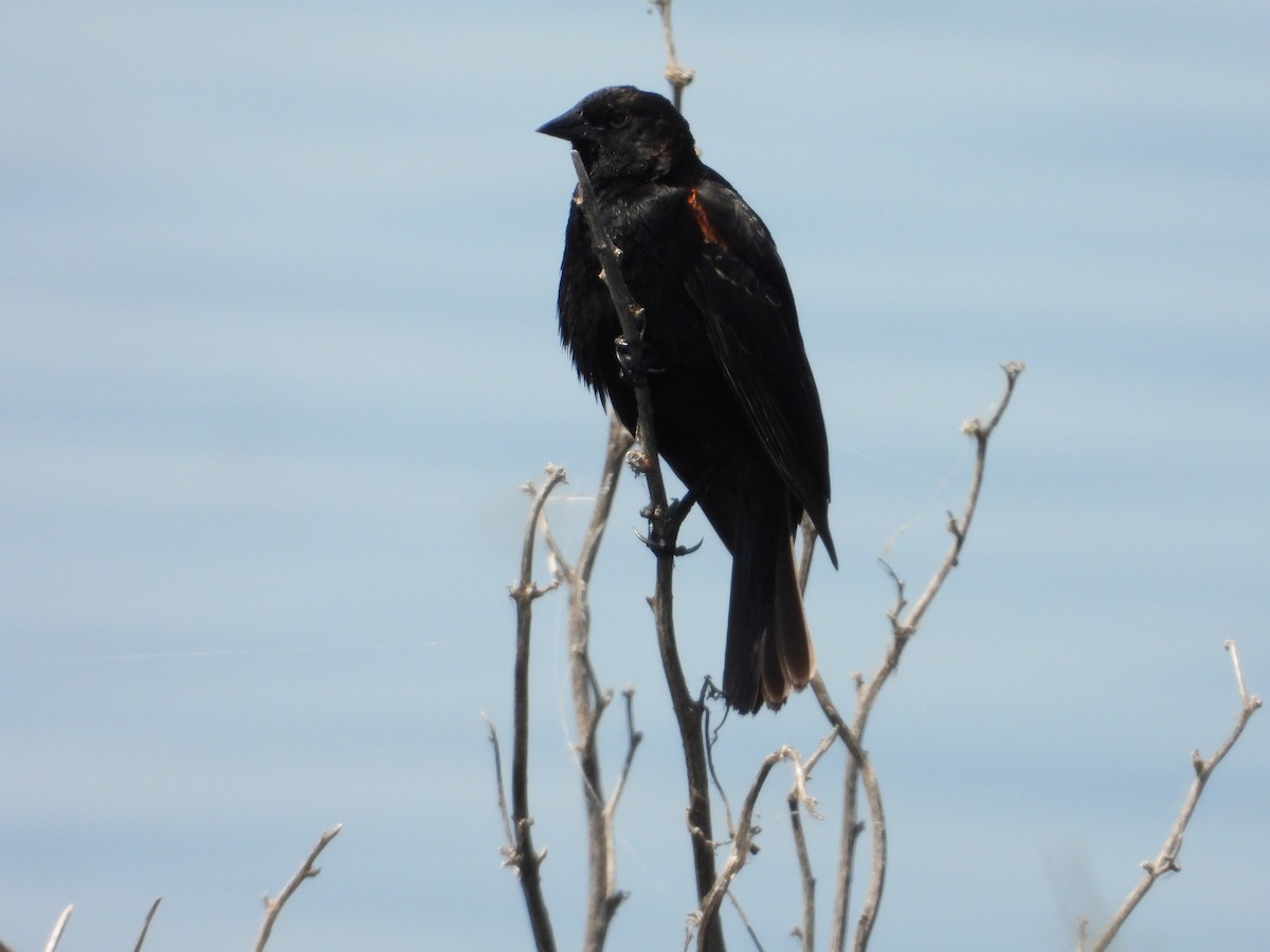 Red-winged Blackbird - ML618461821