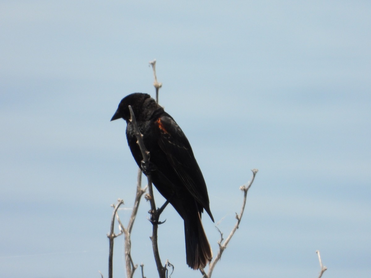 Red-winged Blackbird - ML618461822