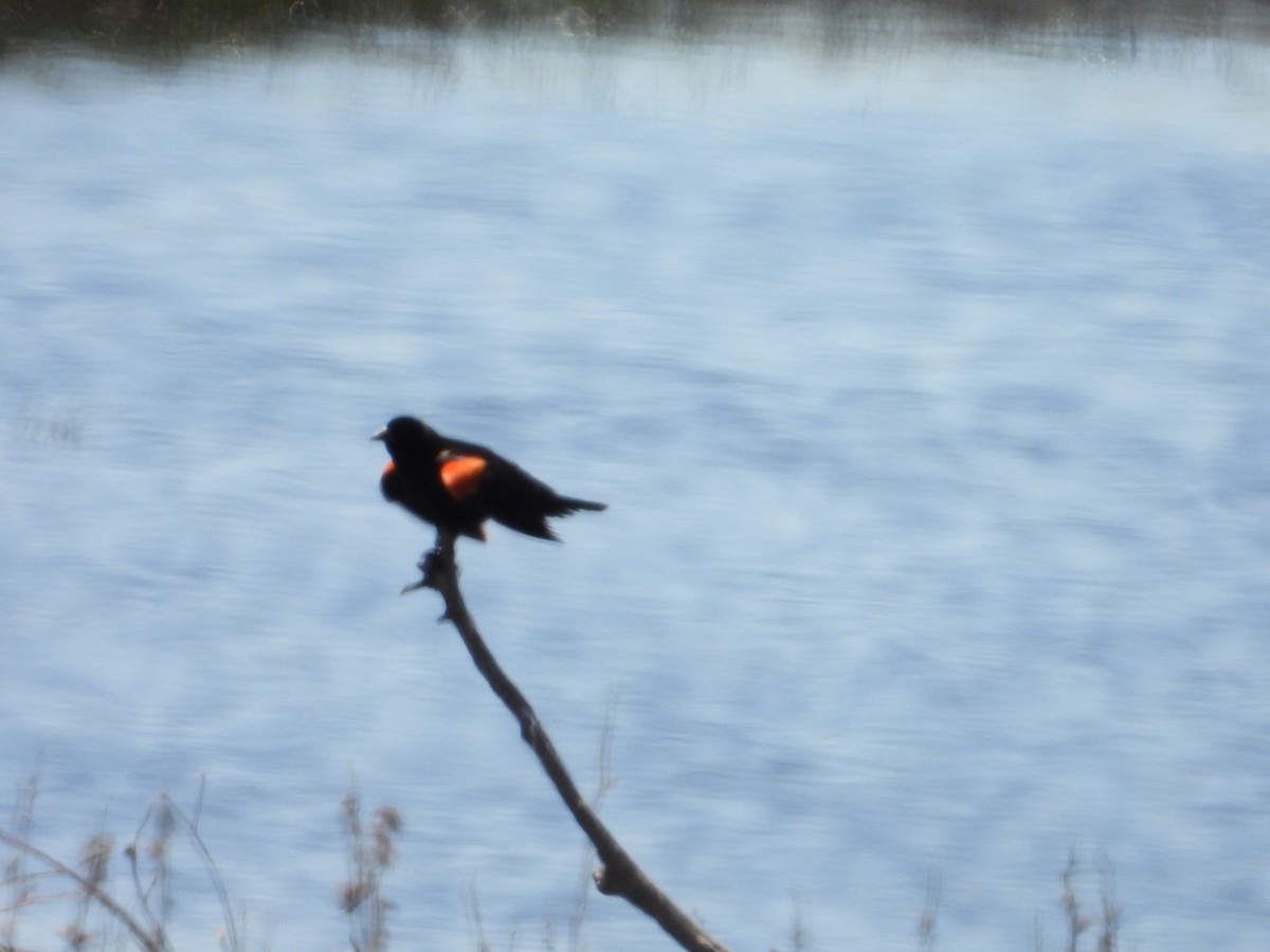 Red-winged Blackbird - ML618461824