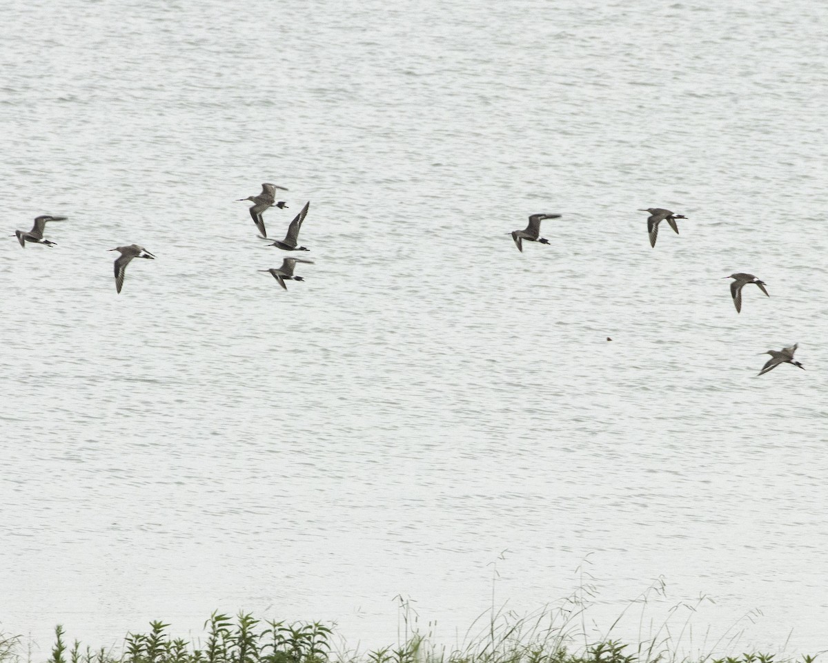 Hudsonian Godwit - Daniel Kelch