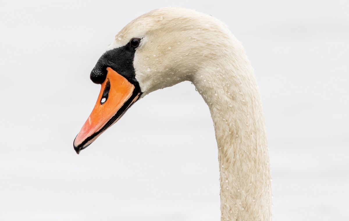 Mute Swan - John Peckham