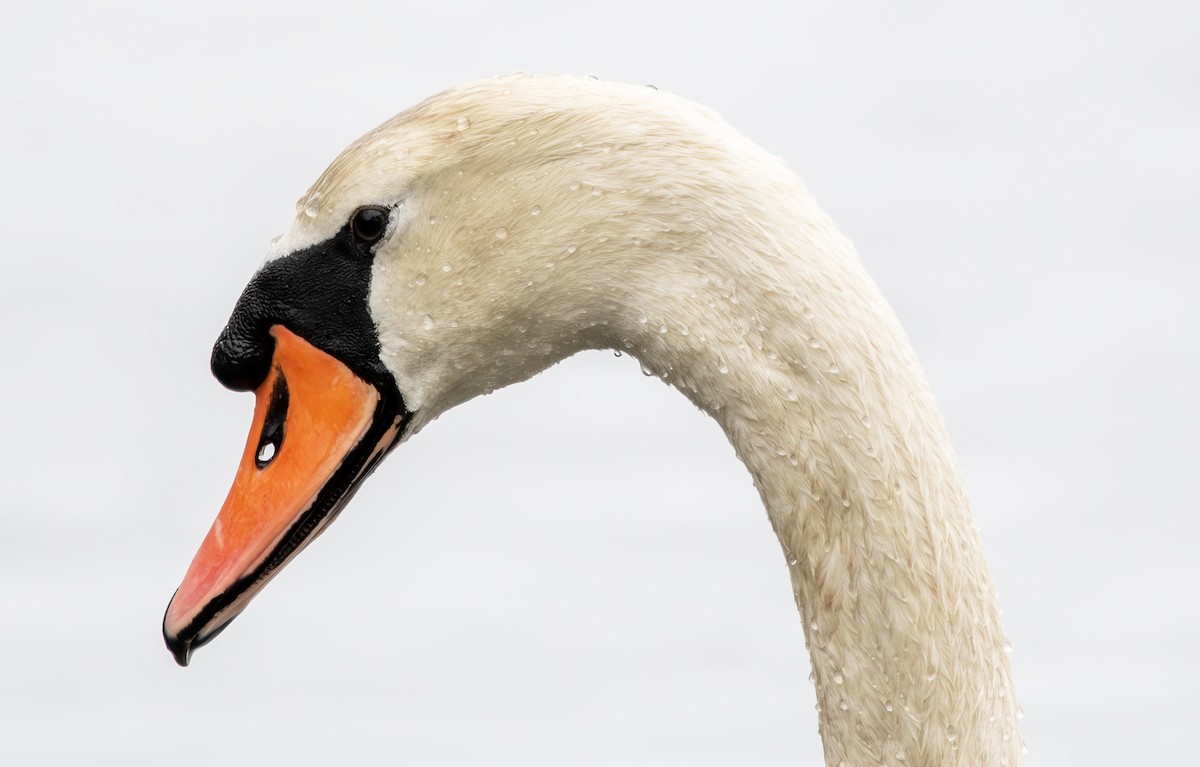 Mute Swan - John Peckham